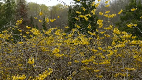 Un-Pequeño-Pájaro-Cantor-Migratorio-Salvaje-Que-Vuela-De-Un-árbol-Colorido,-Pájaro-De-Canadá-Y-América