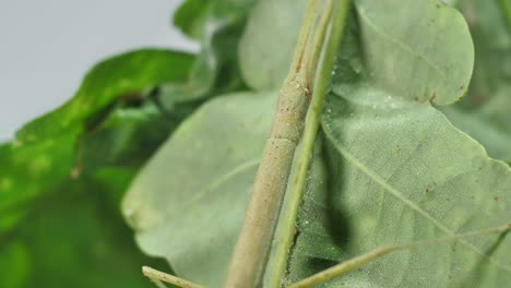 insecto palo medauroidea extradentata, familia phasmatidae