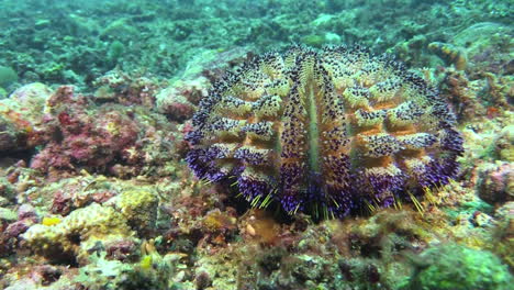 underwater-shot-of-magnificent-fire-urchin-moving-its-spines-but-not-changing-position