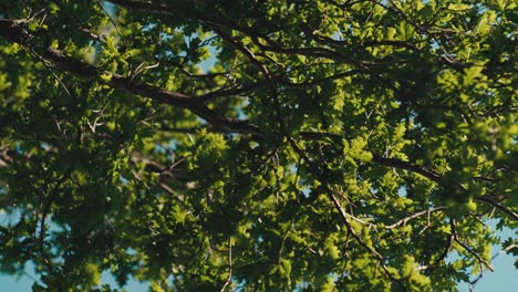 Blätter-Eines-Baumes,-Die-Im-Wind-Wehen