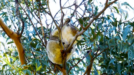 Wild-Koala-hanging-on-tree,-Koala-sleeping-on-tree