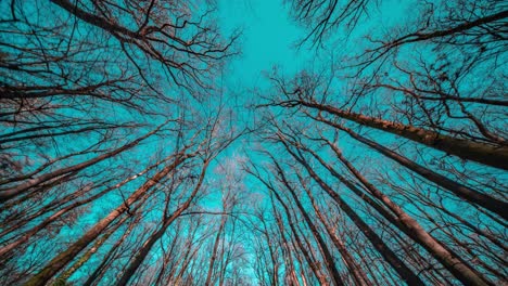 a dreamy walk in a park