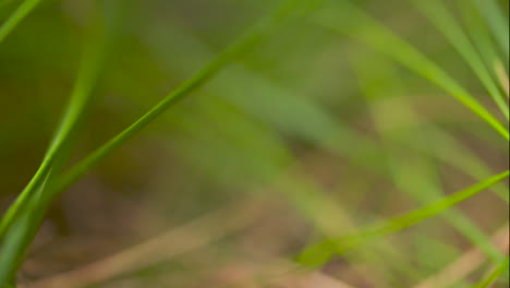 Macro-close-up,-grass-growing-on-a-forest-floor