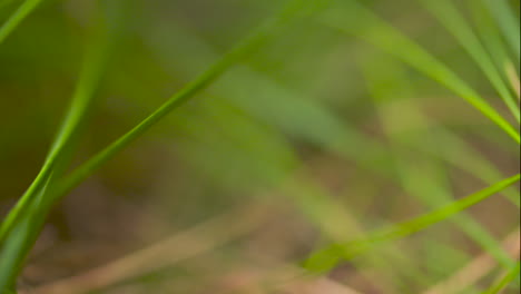 primer plano macro, hierba que crece en el suelo de un bosque
