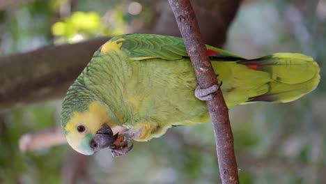 Vertical-orientation-wildlife-shot-of-a-turquoise-fronted-amazon,-amazona-aestivat,-perched-on-a-tree-branch-and-feeding-on-nut-against-beautiful-foliage-forest-background,-close-up-shot