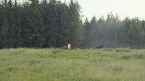 Two-cows-in-a-meadow-in-the-morning-fog-near-a-forest