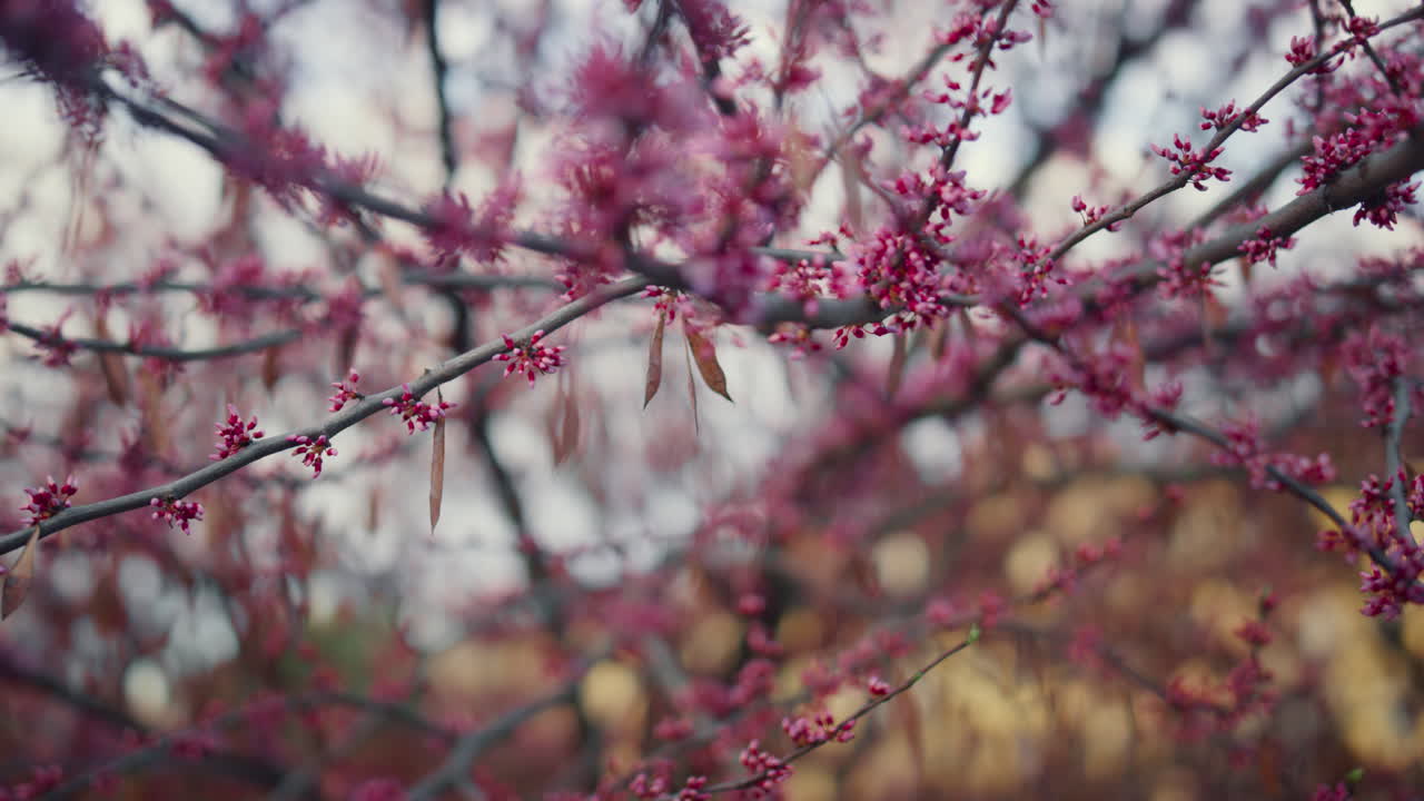 Sakura tree blooming against white cloudy sky. Charming cherry tree blossoming