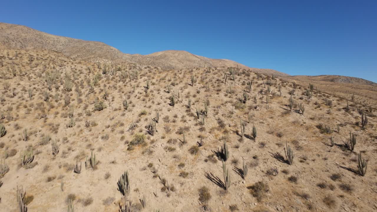 Aerial footage of a dry desert hillside densely populated with cacti under a vibrant blue sky. Perfect for ecological, travel, or documentary projects