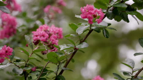 Eine-Schöne-Rotrosa-Blumenpflanze-Wächst-Im-Vorgarten-Eines-Vorstadthauses-In-Den-USA