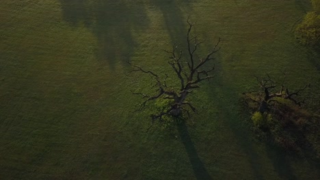 Umfliegen-Einer-Sehr-Alten-Eiche-Auf-Der-Wiese