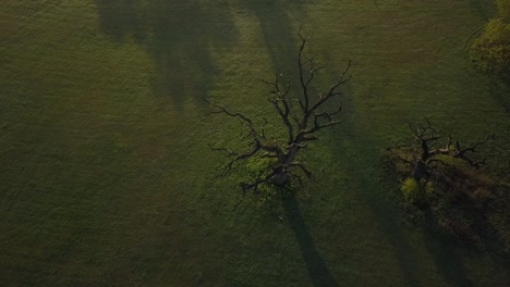 flying around very old oak on the meadow