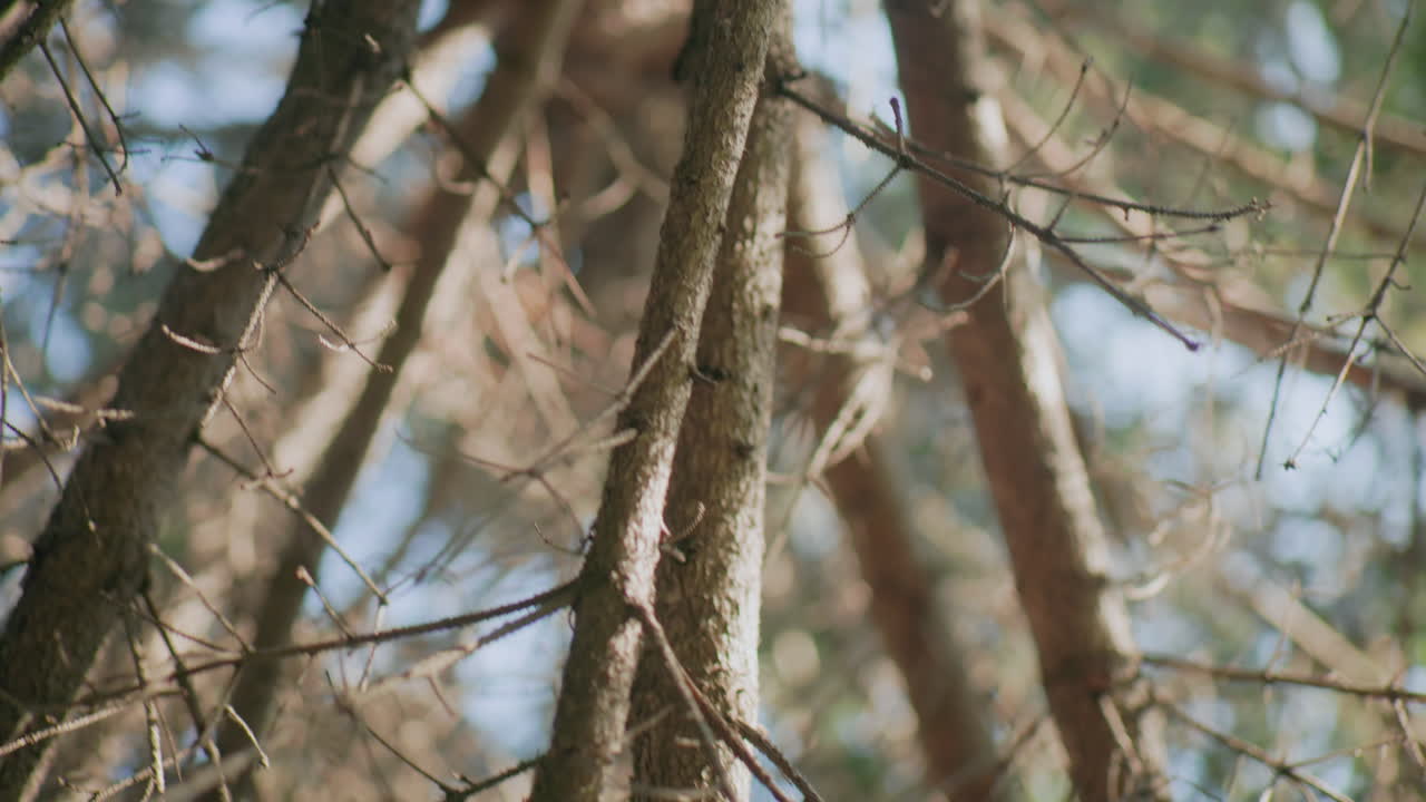 upward view of deciduous tree canopy with dry branches in warm sun beam, rustic forest texture, tranquil autumn woodland detail, natural pattern lines and light creating serene mood