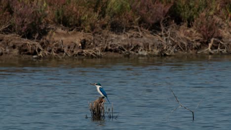 Zooming-out-while-the-bird-looks-to-the-left-in-the-middle-of-a-swamp,-Collared-Kingfisher-Todiramphus-chloris,-Thailand