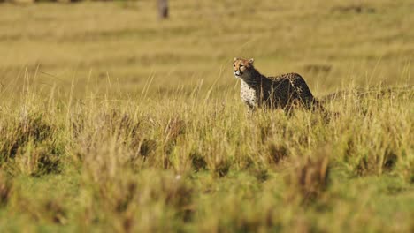 Caza-De-Guepardos-Y-Una-Cacería-En-áfrica,-Animales-Salvajes-Africanos-En-Masai-Mara,-Acechando-Y-Corriendo-Tras-Presas-En-Kenia-En-Un-Safari-En-La-Conservación-Del-Norte-De-Maasai-Mara,-Increíble-Hermoso-Animal