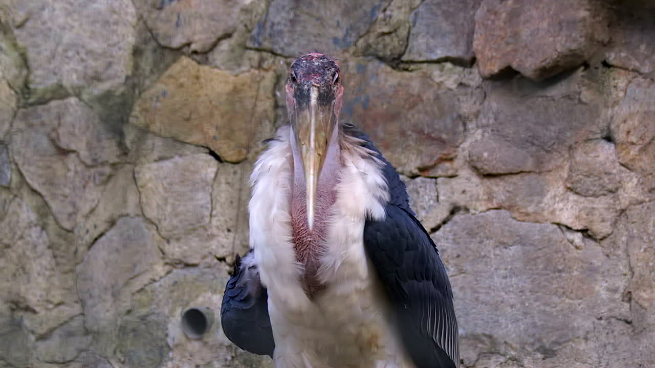 대머리 황새의 독특한 모습에서 반신을 보고, 서서 평화롭게 - 중간 샷