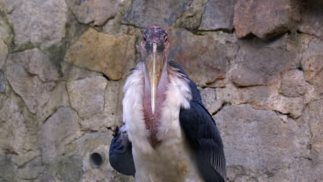 a half body view at the unique look of a marabou stork, standing and peaceful - mid shot