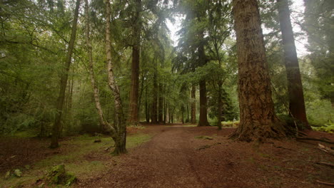 disparo medio de los árboles y el camino en el arboreto de blackwater