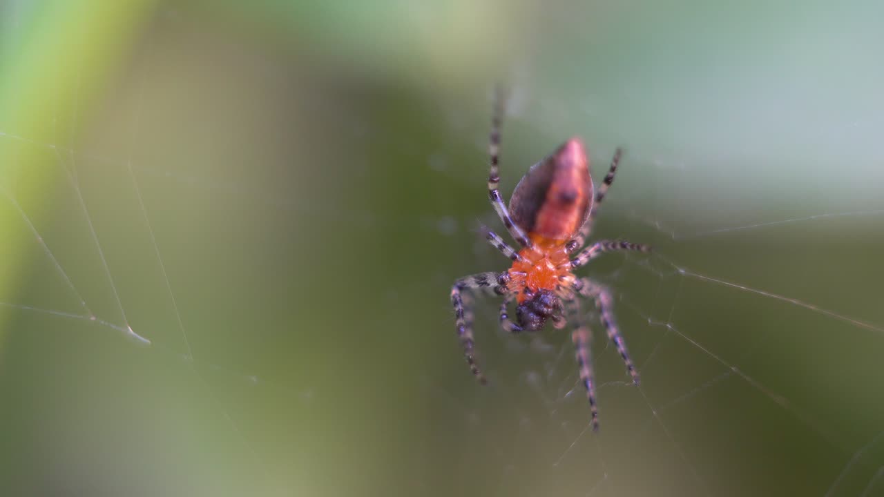 Extreme close-up of a red weaver spider eating her prey.