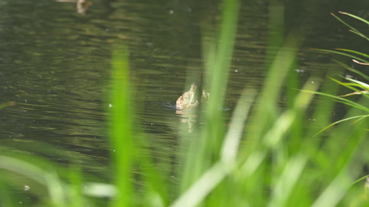 연못에 있는 오리