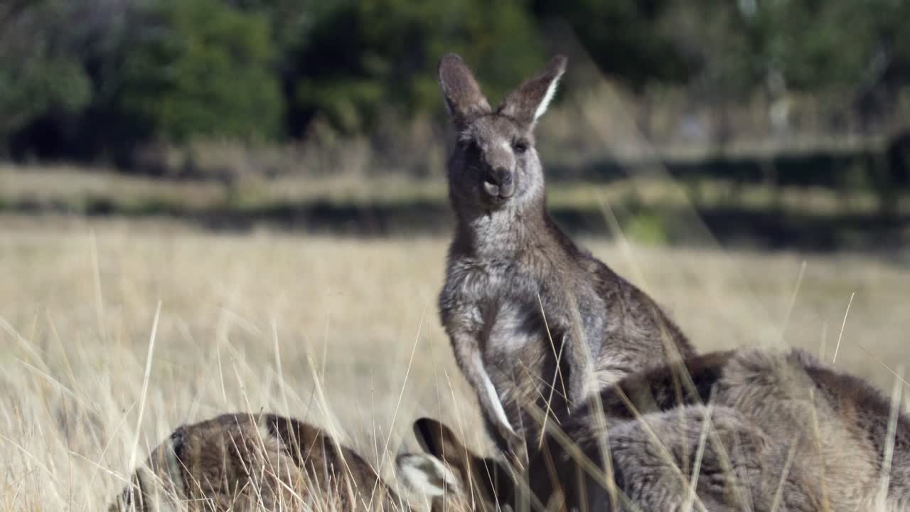 여름 날씨 아래 광활한 들판에서 풀을 먹고 있는 왈라비 법원