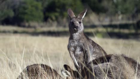 court of wallaby eating grass on the vast field under summer weather