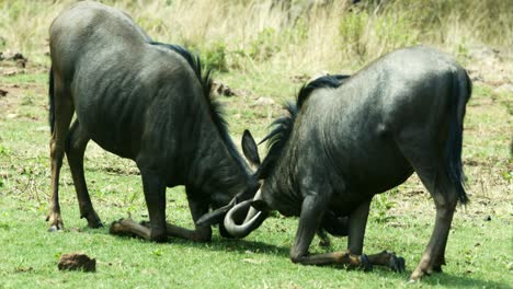 primer plano de dos cuernos de bloqueo de ñus