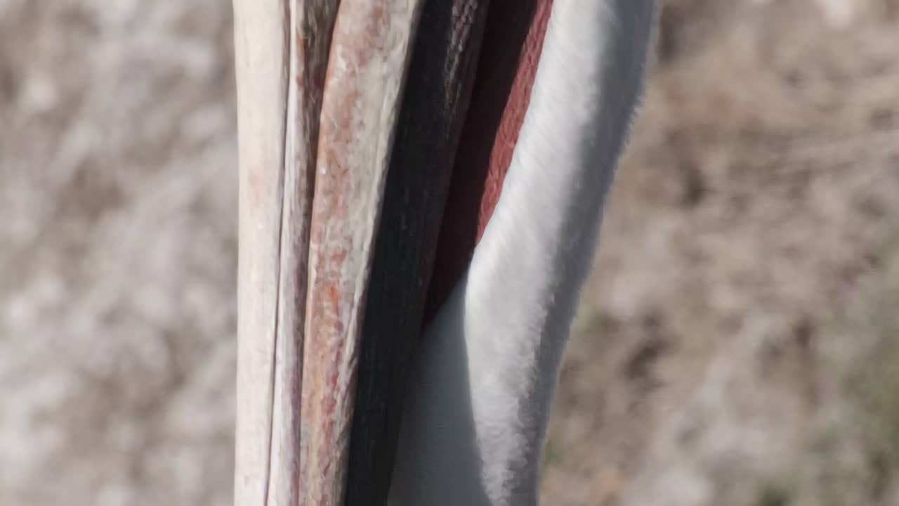 hermosas plumas de pelícano en un primer plano de un pelícano salvaje en la costa de california