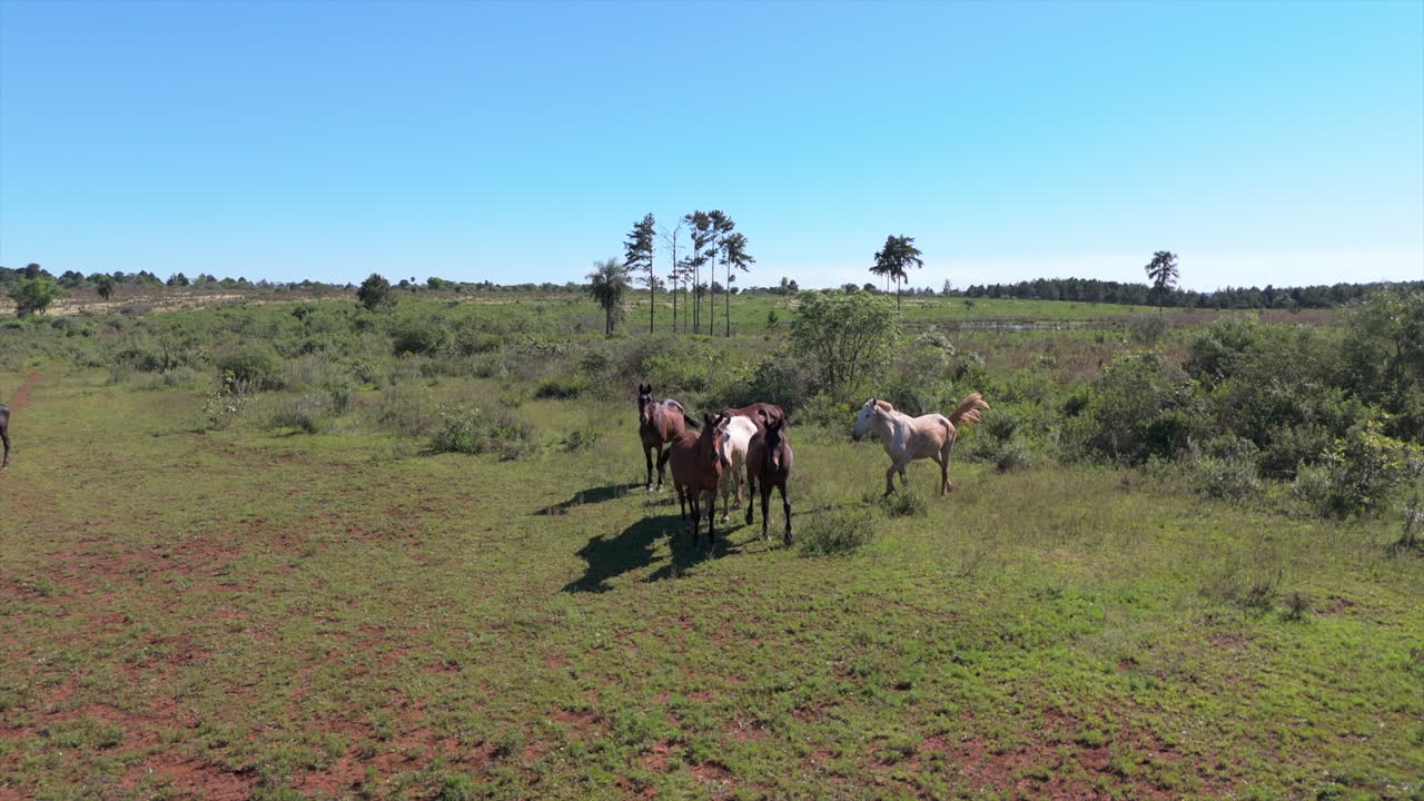 Dolly shot of free horses on a field, grassing and standing together as a herd, sunny day, blue sky, slow motion and copy space