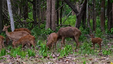 the eld's deer is an endangered species due to habitat loss and hunting