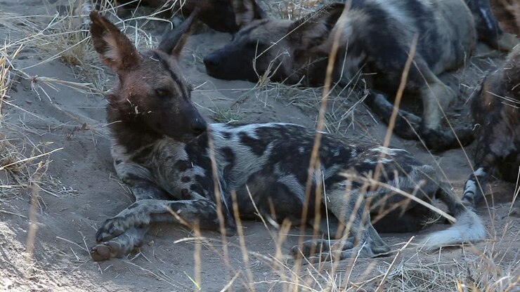 Close-up of an African wild dog laying down, rubbing his head in the sand and then looking around