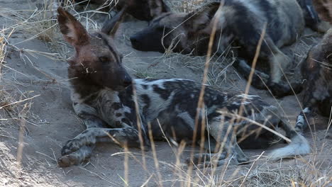 Close-up-of-an-African-wild-dog-laying-down,-rubbing-his-head-in-the-sand-and-then-looking-around