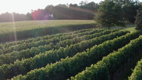 Reverse-reveal-of-vineyard-at-sunset,-sunrise