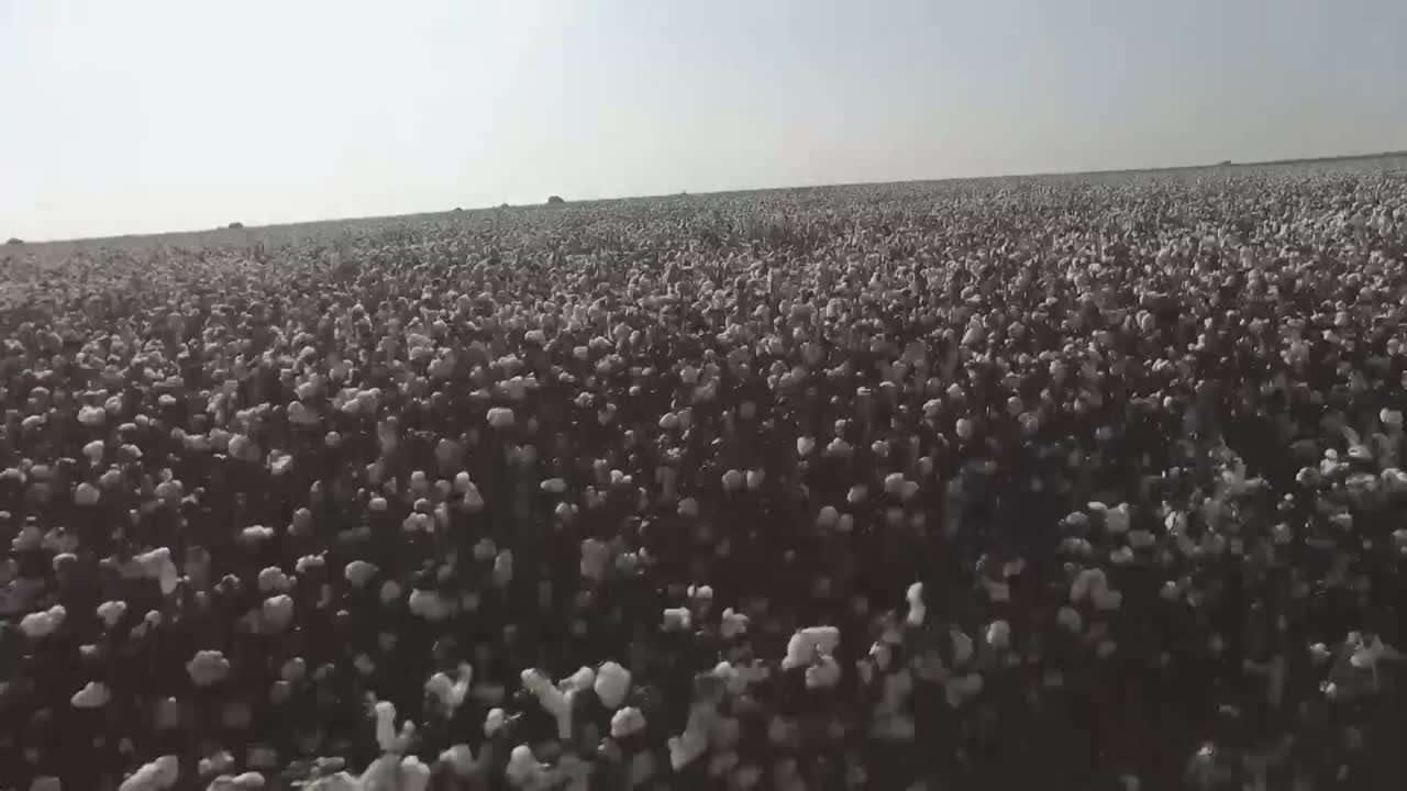 placa de conducción en medio de campos de algodón en flor, cultivo de material textil.