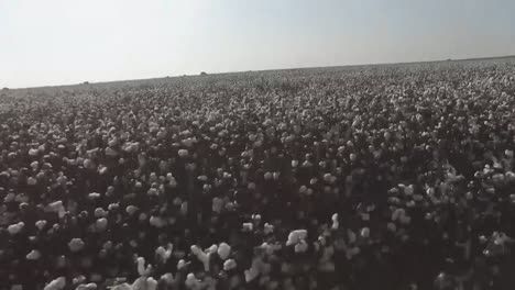 Placa-De-Conducción-En-Medio-De-Campos-De-Algodón-En-Flor,-Material-Textil-En-Crecimiento