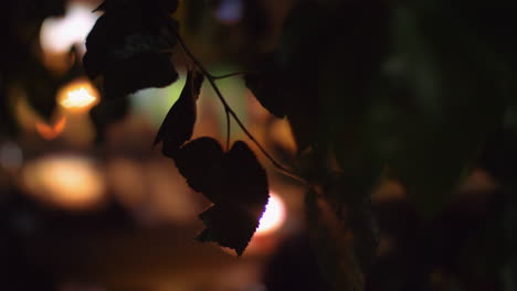 Tree-branch-with-blurred-car-traffic-in-background-Night-view