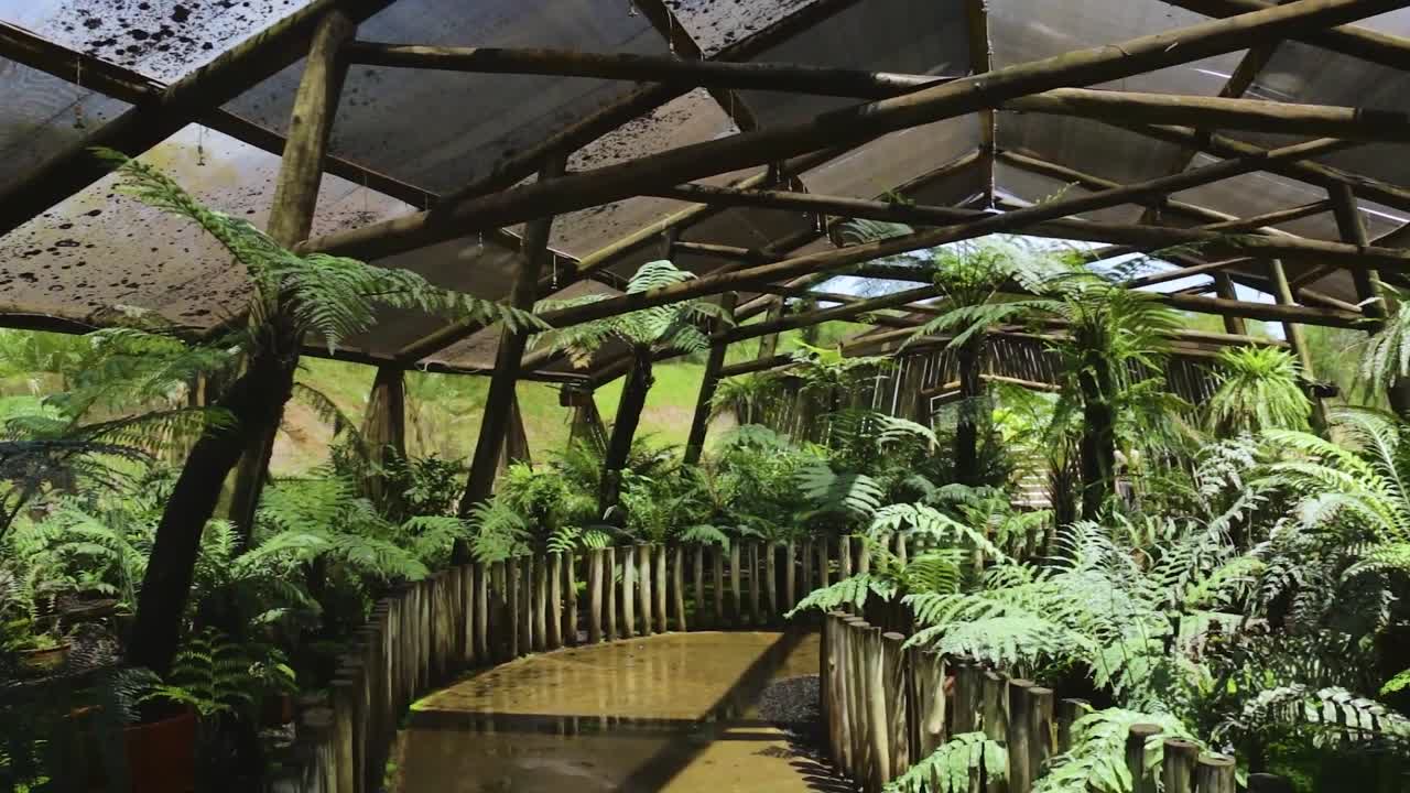 hermosa colección de plantas de pteridofitas en el jardín botánico de bauru