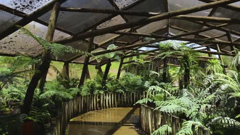 Hermosa-Colección-De-Plantas-De-Pteridofitas-En-El-Jardín-Botánico-De-Bauru