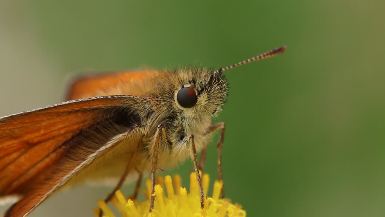 un primer plano de la cabeza de una mariposa capitán posada en una flor de ragwort