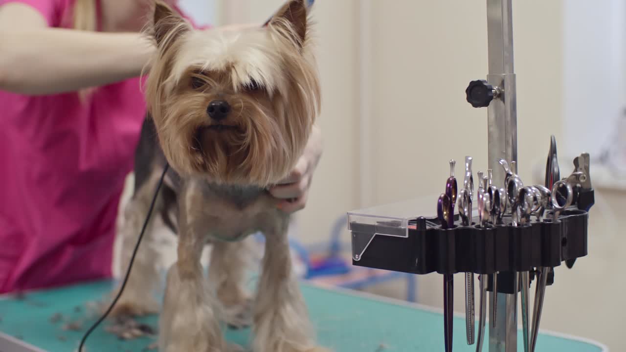 un cachorro adorable con un corte