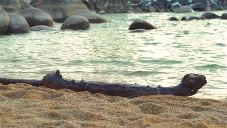 Nahaufnahme-Eines-Nassen-Baumstamms-Am-Seeufer-Mit-Wasser,-Das-Um-Ihn-Herum-Schwappt,-Mit-Schneebedeckten-Großen-Felsformationen-Im-Hintergrund---Sand-Harbor,-South-Lake-Tahoe,-Nevada