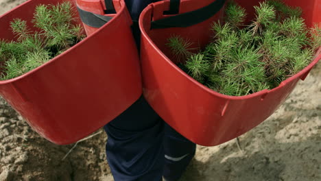 Man-carrying-trays-with-seedlings-of-pine-for-planting-in-ground.-Wood-planting