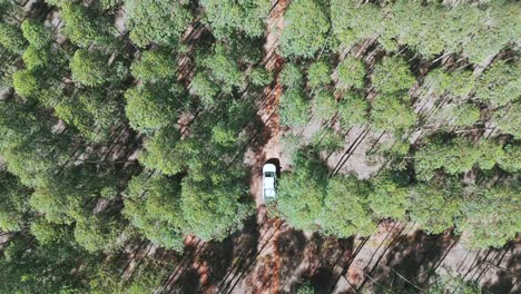 smooth forwards aerial movement above some eucalyptus plantations with following a car, argentina