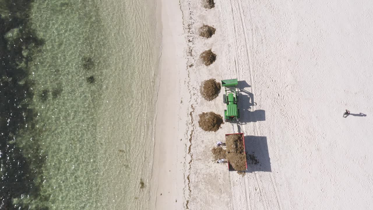 푼타 카나 해변에서 잔해와 해조류를 제거하기 위해 일하는 시 유지 관리 인력과 불도저 트랙터의 공중 머리 위 전망