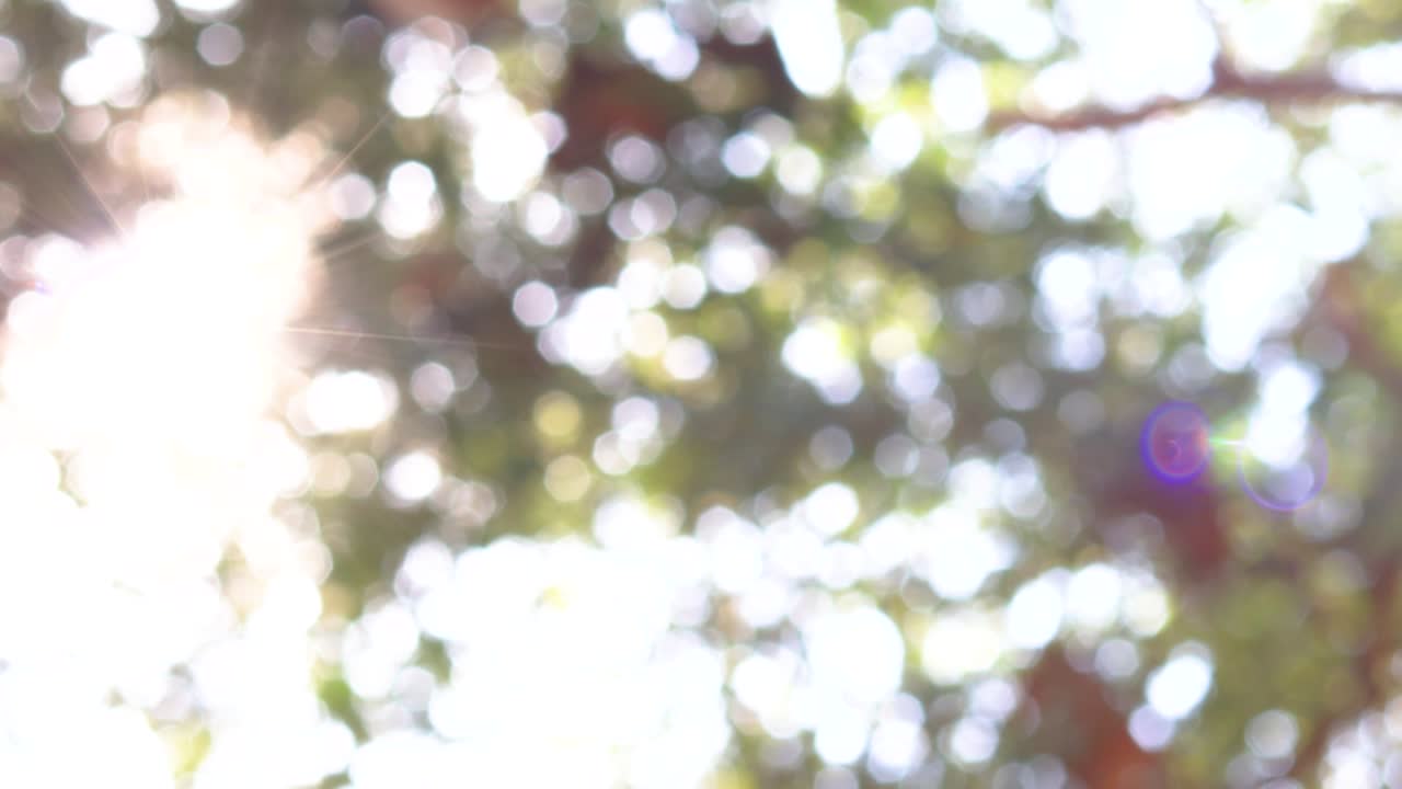 아름답고 흐릿한 녹색 자연 보케 배경, 나무 잎자루를 통과하는 빛, 아름다운 녹색 생생한 자연 비디오 보케 추상적인 배경.