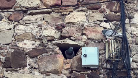 pigeon birds perch at electrical installations integrated into stone wall structures, symbolizing the convergence of nature and electrification