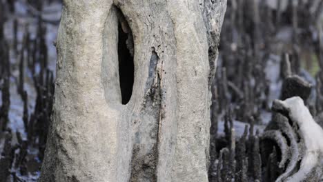 close-up view of mangrove roots in wetland