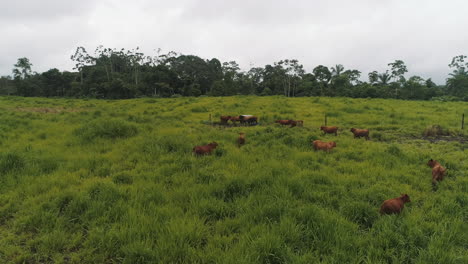 Brangus-Kühe-Auf-Den-Grünen-Feldern-In-Der-Ecuadorianischen-Küstenprovinz-El-Oro