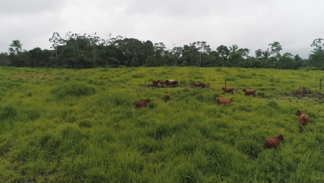 vacas brangus en los campos verdes de la costa ecuatoriana provincia de el oro