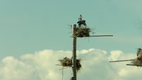 dos hermosas garzas azules sentadas encima de un grupo de nidos en un refugio de aves y cuidando a sus nuevos bebés