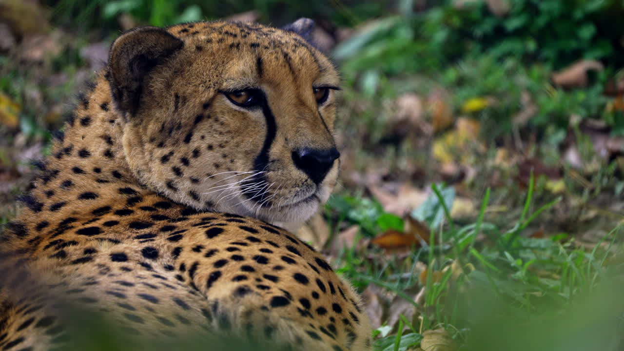 el guepardo descansando en la hierba